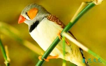 《珍珠鳥》教學設計匯編15篇