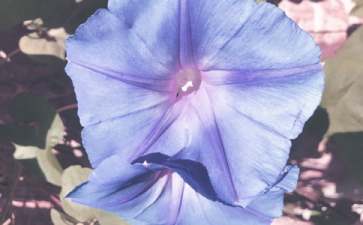 《牽?；ā反蟀嘟贪?/></p>
<h2>《牽牛花》大班教案1</h2>
<p>　　<strong>活動目標：</strong></p><p>　　1. 感受散文優(yōu)美的意境，積極用語言及身體動作表達自己對散文的理解。</p><p>　　2. 學習按散文中的句式進行仿編。</p><p>　　3. 樂意參與散文欣賞，能與同伴合作表演。</p><p>　　4.運用已有生活經(jīng)驗，根據(jù)畫面大膽想象、推測并表達自己對故事情節(jié)的理解。</p><p>　　5. 通過觀察圖片，引導幼兒講述圖片內(nèi)容。</p><p>　　<strong>活動準備：</strong></p><p>　　1. 與散文內(nèi)容匹配的課件。</p><p>　　2. 錄制散文錄音。</p><p>　　3. 表演的頭飾</p><p>　　<strong>活動過程：</strong></p><p>　　(一) 欣賞牽?；ó嬅?，講述對畫面的感受。</p><p>　　教師：我們來欣賞一幅美麗的畫。</p><p>　　1. 說說看到了什么，是什么樣子的，她們好象在干什么。</p><p>　　2. 那是什么樣的花呢?葉子又是什么樣子的呢?</p><p>　　3. 這種像喇叭花一樣的是牽?；?，牽牛花好象在干什么?</p><p>　　4. 牽?；筛吲d了，又跳舞又吹喇叭，那么，誰聽到了牽牛花的喇叭聲呢?</p><p>　　(二) 欣賞散文</p><p>　　1. 聽散文錄音一遍。</p><p>　　提問：說說誰聽到了喇叭聲。</p><p>　　2. 再次欣賞散文散文提問：花和草聽到了喇叭聲在干什么呢?</p><p>　　3. 分段欣賞柑橘幼兒講述的情況，有選擇的點擊麥苗，豌豆花等畫面，欣賞散文，并適時知道幼兒用語言或者動作表達自己對散文的理解。</p><p>　　1. 誰聽到了喇叭聲呢?聽到后它做了什么?(麥苗)看得清麥苗嗎?看上去是什么樣子的?</p><p>　　白白的，看不清，白白的是霧，小朋友看見過霧么?你見過的霧是什么樣子的?(詞匯：白茫茫)</p><p>　　2. 還有誰聽到了喇叭聲?(蘑菇)蘑菇是什么樣子的呢?(圓圓的像~~~)</p><p>　　3. 有紫色的薔薇花，它說我也聽到了喇叭聲?？纯此N薇在干什么?</p><p>　　薔薇是怎么開的呀?請你用動作來表現(xiàn)薔薇張開一片一片的花瓣。</p><p>　　4. 趴在哪里呀?是怎么趴的呢?請兩個小朋友來合作表演豌豆花趴在竹籬笆上。</p><p>　　豌豆花趴在竹籬笆真快樂，小朋友想不想來表演呀?請趕快找一個小伙伴商量誰演豌豆花，誰演竹籬笆，合作的時候要互相配合，表現(xiàn)出快樂的神情。</p><p>　　5. 還有誰聽到了牽?；ǖ睦嚷?，它又在干什么?(睡蓮)這些睡蓮的花瓣是什么顏色的呀?許多顏色可以用什么詞語來形容?(五彩繽紛，五顏六色)。我也有一個好聽的詞—— 五彩的.花瓣。</p><p>　　(三) 連續(xù)播放課件。完整欣賞散文。</p><p>　　教師：這些畫面真美麗我們再來欣賞一遍吧。</p><p>　　為什么世界變得如此芬芳，如此美麗，因為有了牽牛花。</p><p>　　結合課件邊欣賞散文，邊表演。</p><p>　　(四) 聽錄音分角色表演</p><p>　　(五) 仿編散文除了這些花，草聽到了牽?；睦嚷?，還有誰也聽到了?他們四什么樣子的?在做什么?</p><p>　　互相交流，個別講述。</p><p>　　散文《牽?；?/p><p>　　在綠油油的草地上，住著一群牽牛花。</p><p>　　他們每人都有一個淺蘭色的喇叭。</p><p>　　他們每人都有一件嫩綠色的衣服。</p><p>　　他們迎著早晨第一道陽光，吹起了喇叭。</p><p>　　全世界的花和草，聽見了喇叭聲，都快快起床了。</p><p>　　你看，綠油油的麥苗，撥開了白茫茫的舞。</p><p>　　圓圓的蘑菇撐開了美麗的小紅傘。</p><p>　　紫色的薔薇張開了一片片花瓣。</p><p>　　快樂的豌豆花爬上了比值的竹籬笆。</p><p>　　嬌艷的睡蓮張開了多彩的花冠。</p><p>　　于是，世界變得如此美麗，如此芬芳。</p><p>　　<strong>活動反思：</strong></p><p>　　首先，我以猜謎引出牽?；ǎ⒆觽兒苁煜颗；ㄒ徊戮蛯?。接著我簡單介紹牽牛花的特征，這樣孩子們對牽?；ㄓ辛顺醪降牧私狻５褷颗；ㄓ袔讉€花瓣漏了，還應多熟悉教案。其次，我改變了以往邊教邊折的方法，而是引導幼兒觀察牽牛花步驟圖，請個別幼兒一個一個步驟探索、交流折牽?；?。給了孩子強烈探索的機會，增添了孩子學習的欲望。</p><p>　　接著，幼兒制作牽?；?。在操作過程中，我發(fā)現(xiàn)孩子們對于折、剪等基本方法掌握的比較好，特別是在翻出花朵時，開始時有幾個孩子還在擔心請我?guī)兔Γ?jīng)過我的鼓勵大多數(shù)幼兒都能正確的制作出來。而且也越來越精細。</p><p>　　最后，展示作品，讓幼兒體驗到了成功的喜悅，因此多鼓勵幼兒自己動手，就算一開始折得不算漂亮也沒關系，只要是自己的成果就行。</p><h2>《牽牛花》大班教案2</h2>
<p>　　<strong>【活動目標】</strong></p><p>　　1、知道每個人都有優(yōu)點和缺點，不要驕傲，更不要看不起別人。</p><p>　　2、學習字詞句：隨風舞動、婀娜多姿、安然無恙。</p><p>　　3、在認真、專心閱讀的基礎上，能夠根據(jù)自己的理解用較豐富的語言進行看圖講述。</p><p>　　4、愿意分角色表演簡單的故事情節(jié)。</p><p>　　5、運用已有生活經(jīng)驗，根據(jù)畫面大膽想象、推測并表達自己對故事情節(jié)的理解。</p><p>　　<strong>【活動準備】</strong></p><p>　　故事ppt一份、幼兒用書人手一份、關鍵字詞句卡片若干、柱子和牽牛花的造型各一個。</p><p>　　<strong>【活動過程】</strong></p><p>　　1、分享閱讀</p><p>　　教師出示ppt后用多種形式引導幼兒認真、專心閱讀故事---《驕傲的牽牛花》。</p><p>　　教師請幼兒單獨到集體前面講述故事《驕傲的牽?；ā贰?/p><p>　　2、理解閱讀</p><p>　　教師引導幼兒一幅一幅圖片的進行觀察并理解圖片內(nèi)容，學習字詞句：隨風舞動、婀娜多姿、安然無恙。</p><p>　　教師完整的講述故事，請幼兒認真傾聽。</p><p>　　教師通過提問、出示故事情節(jié)發(fā)展提示圖等等形式來引導幼兒熟悉故事內(nèi)容。</p><p>　　教師請幼兒小聲跟著老師將故事完整的講述一遍。</p><p>　　3、創(chuàng)意閱讀</p><p>　　教師請幼兒大膽形象和創(chuàng)造用表演的形式來詮釋：隨風舞動、婀娜多姿、安然無恙。</p><p>　　教師引導幼兒學習用不同的語氣模仿故事中角色的對話。</p><p>　　教師引導幼兒分角色進行故事表演。</p><p>　　4、小結與鼓勵</p><p>　　教師引導幼兒結合自己在日常生活中發(fā)生的一些事情來反思并懂得“每個人都有優(yōu)點和缺點，不要驕傲，更不要看不起別人”的道理。</p><p>　　教師針對在幼兒活動中認真傾聽、專心閱讀的一些良好表現(xiàn)進行講評并給予表揚，鼓勵大家“要向他們學習”！</p><h2>《牽?；ā反蟀嘟贪?</h2>
<p>　　<strong>目標：</strong></p><p>　　1、引導幼兒自主觀察牽?；?，了解牽牛花的主要特征及難以發(fā)現(xiàn)細小的特征。</p><p>　　2、在觀察的基礎上，自主地寫生牽牛花，并附注自己的想象。</p><p>　　3、培養(yǎng)幼兒的觀察力和創(chuàng)造力。</p><p>　　4、嘗試將觀察對象基本部分歸納為圖形的方法，大膽表現(xiàn)它們各不相同的特征。</p><p>　　5、進一步學習在指定的范圍內(nèi)均勻地進行美術活動。</p><p>　　<strong>準備：</strong></p><p>　　圖片牽?；ㄕn件筆紙</p><p>　　<strong>活動流程：</strong></p><p>　　一、課件出示牽?；?，認識是牽?；?/p><p>　　1、老師帶來了一朵美麗的花，誰知道叫什么名字嗎？</p><p>　　2、你知道牽?；ǖ哪男┲R？</p><p>　　二、引導幼兒觀察牽?；?/p><p>　　1、牽?；ㄏ笫裁?？你看到牽?；ǖ哪睦铮肯笫裁?？</p><p>　　2、你看到牽?；ǖ幕ò晔鞘裁搭伾模肯笫裁?？</p><p>　　3、牽?；ɑㄍ惺窃鯓拥?？象什么？</p><p>　　4、你還發(fā)現(xiàn)了我們沒有發(fā)現(xiàn)的地方？是怎樣的？</p><p>　　三、教師示范作畫</p><p>　　1、如果請你畫牽?；?，你想畫牽?；ǖ哪睦铮?/p><p>　　2、教師按照幼兒的思路示范作畫：老師的牽牛花象什么？可以變成什么？（教師按照幼兒的思路變成一副畫）</p><p>　　四、幼兒作畫</p><p>　　1、現(xiàn)在請你們來作畫，你想畫牽?；ǖ娜魏我粋€地方都可以，還可以給牽?；ㄔO計一個漂亮的顏色，你畫好牽?；ê笤傧罄蠋熞粯樱兂梢桓泵利惖漠?。</p><p>　　2、教師巡回指導。</p><p>　　五、自評、互評。</p><p>　　請幼兒介紹自己的畫</p><p>　　請幼兒相互欣賞同伴的畫，教師著重肯定富有創(chuàng)造力的孩子。</p><p>　　<strong>教學反思：</strong></p><p>　　首先，我以猜謎引出牽?；ǎ⒆觽兒苁煜颗；ㄒ徊戮蛯?。接著我簡單介紹牽牛花的特征，這樣孩子們對牽牛花有了初步的了解。但把牽?；ㄓ袔讉€花瓣漏了，還應多熟悉教案。最后，展示作品，讓幼兒體驗到了成功的喜悅，因此多鼓勵幼兒自己動手，就算一開始畫得不算漂亮也沒關系，只要是自己的成果就行。</p><h2>《牽牛花》大班教案4</h2>
<p>　　<strong>相關知識：</strong></p><p>　　牽牛一年生纏繞草本?；崴评葼?，因此有些地方叫它做喇叭花。有藍、緋紅、桃紅、紫等，亦有混色的，花瓣邊緣的變化較多，是常見的觀賞植物。花期夏季最盛。種子有藥用價值。</p><p>　　<strong>活動目標：</strong></p><p>　　1、引導幼兒自主觀察牽?；?，了解牽?；ǖ闹饕卣骷半y以發(fā)現(xiàn)細小的特征。</p><p>　　2、在觀察的基礎上，自主地寫生牽?；ǎ⒏阶⒆约旱南胂?。</p><p>　　3、培養(yǎng)幼兒的觀察力和創(chuàng)造力。</p><p>　　4、讓幼兒體驗自主、獨立、創(chuàng)造的能力。</p><p>　　5、培養(yǎng)幼兒的技巧和藝術氣質(zhì)。</p><p>　　<strong>活動準備：</strong></p><p>　　圖片牽牛花課件、筆、紙。</p><p>　　<strong>活動流程：</strong></p><p>　　一、課件出示牽?；ǎJ識是牽?；?/p><p>　　1、老師帶來了一朵美麗的花，誰知道叫什么名字嗎？</p><p>　　2、你知道牽牛花的哪些知識？</p><p>　　二、引導幼兒觀察牽?；?/p><p>　　1、牽牛花象什么？你看到牽?；ǖ哪睦?？像什么？</p><p>　　2、你看到牽?；ǖ幕ò晔鞘裁搭伾?？象什么？</p><p>　　3、牽牛花花托是怎樣的？象什么？</p><p>　　4、你還發(fā)現(xiàn)了我們沒有發(fā)現(xiàn)的地方？是怎樣的？</p><p>　　三、教師示范作畫</p><p>　　1、如果請你畫牽?；?，你想畫牽?；ǖ哪睦?？</p><p>　　2、教師按照幼兒的思路示范作畫：老師的牽?；ㄏ笫裁?？可以變成什么？（教師按照幼兒的思路變成一副畫）</p><p>　　四、幼兒作畫</p><p>　　1、現(xiàn)在請你們來作畫，你想畫牽?；ǖ娜魏我粋€地方都可以，還可以給牽?；ㄔO計一個漂亮的顏色，你畫好牽牛花后再象老師一樣，變成一副美麗的畫。</p><p>　　2、教師巡回指導。</p><p>　　五、自評、互評。</p><p>　　1、請幼兒介紹自己的畫。</p><p>　　2、請幼兒相互欣賞同伴的畫，教師著重肯定富有創(chuàng)造力的孩子。</p><p>　　<strong>教學反思：</strong></p><p>　　首先，我以猜謎引出牽?；?，孩子們很熟悉牽牛花一猜就對。接著我簡單介紹牽牛花的特征，這樣孩子們對牽牛花有了初步的了解。但把牽牛花有幾個花瓣漏了，還應多熟悉教案。最后，展示作品，讓幼兒體驗到了成功的喜悅，因此多鼓勵幼兒自己動手，就算一開始畫得不算漂亮也沒關系，只要是自己的成果就行。</p><h2>《牽牛花》大班教案5</h2>
<p>　　<strong>活動目標：</strong></p><p>　　1、通過觀察牽?；ǖ纳L過程，讓幼兒發(fā)現(xiàn)牽?；ǖ淖兓?，以及影響其變化的因素。培養(yǎng)幼兒的觀察力和對種植活動的興趣。</p><p>　　2、培養(yǎng)幼兒的觀察力和對種植活動的興趣。</p><p>　　3、在活動中，讓幼兒體驗成功的喜悅。</p><p>　　4、能積極地與同伴交流自己的發(fā)現(xiàn)，激發(fā)進一步探索事物變化的愿望。</p><p>　　<strong>活動準備：</strong></p><p>　　種植園地、塑料杯、牽牛花種子、工具等。</p><p>　　<strong>活動過程：</strong></p><p>　　活動（一）育苗</p><p>　　1、請幼兒觀察牽?；ǖ姆N子。討論種植牽牛花的方法。</p><p>　　2、發(fā)給每個幼兒2～3粒種子，讓他們按自己的方法在塑料杯中種植牽?；ā?/p><p>　　并將自己的名字標簽插在杯子里。然后將杯子放到陽光下或背陰處（暫不要糾正幼兒的錯誤，通過實踐，檢驗自己行為對否）。</p><p>　　3、教師要引導幼兒觀察種子發(fā)芽的過程。討論：為什么有的種子發(fā)了芽，有的種子不發(fā)芽？</p><p>　　活動（二）移植</p><p>　　1、請幼兒挑選較壯的小苗，移植到園地里。并在自己移植的小苗旁邊插上姓名標簽。</p><p>　　2、教師在適當時幫助幼兒給小苗搭上架子。并讓幼兒討論：為什么要這么做？</p><p>　　活動（三）管理</p><p>　　1、幼兒自己給牽?；菜⑹┓?，并做好觀察記錄。</p><p>　　2、在整個過程中，教師要注意引導幼兒觀察牽?；ǖ淖兓?。</p><p>　　討論：</p><p>　　牽?；ǖ纳眢w是什么樣子的？它能直立起來嗎？</p><p>　　牽?；ǖ娜~子是什么樣子的？它的花像什么？</p><p>　　牽牛花都在什么時候開花？早晨、中午和晚上牽?；ㄓ惺裁床煌?/p><p>　　牽?；ǖ蛑x以后變成什么了？花籽是什么樣子的？</p><p>　　活動（四）自然角</p><p>　　1、將收獲的牽?；ǚN子保存在玻璃瓶中，瓶上貼好畫有牽?；ǖ臉撕?，放到自然角。</p><p>　　2、讓幼兒把觀察日記畫冊，放到自然角展覽。</p><p>　　<strong>活動建議：</strong></p><p>　　1、教師要創(chuàng)設條件，鼓勵幼兒主動觀察，積極探索。</p><p>　　2、要結合當?shù)氐奈锖驐l件，擴展種植活動的內(nèi)容。</p><p>　　<strong>活動反思：</strong></p><p>　　這篇課文上了三個課時，加上寫字。明顯，超標了。不過值！課文還是采用的隨文識字教學，朗讀訓練也比較到位，現(xiàn)在孩子們越來越喜歡朗讀，也知道怎樣朗讀了，心里很高興。可是學習的過程中總有新東西不斷的出現(xiàn)，這堂課就要處理一個“祈使句”的問題。首先，我請孩子們反復讀“牽?；ǎ埬憧炜扉L大發(fā)芽，讓王奶奶也能看到鮮花吧！”這句話，在帶著他們到現(xiàn)實中去體會，孩子們說到了“有禮貌”、“著急的期待”等等，有了感情的鋪墊，在告訴他們這句話是祈使句，并且再板書一句祈使句，觀察特點，總結出祈使句的模式：XXX，請你_______________吧！熟悉了句式以后，讓孩子仿寫、拓展，加深了他們對于祈使句的印象，掌握了“！”的使用方法。這個地方耗時較多，但是效果還不錯。</p><p>　　另一個耗時的地方就是寫字的指導。指導模式：請小老師來教，自己選字，先說結構，再說筆順、筆畫，接著觀察壓線的筆畫，最后是試著到黑板上來寫。通過孩子自主參與來提高他們在寫字環(huán)節(jié)中的興趣，效果不錯，就是費時。不是特別難的字最好不用這種方法。</p><p>【《牽?；ā反蟀嘟贪浮肯嚓P文章：</p>
 
<p>1.<a target=