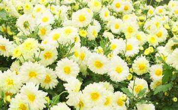 中班美術教案《美麗的菊花》
