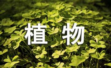 植物學(xué)實(shí)習(xí)報告15篇